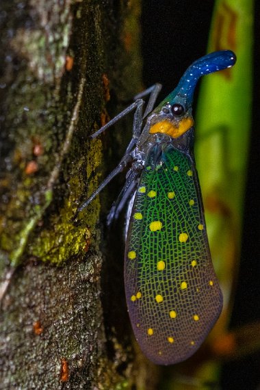 023 Sandakan, rainforest discovery centre.jpg